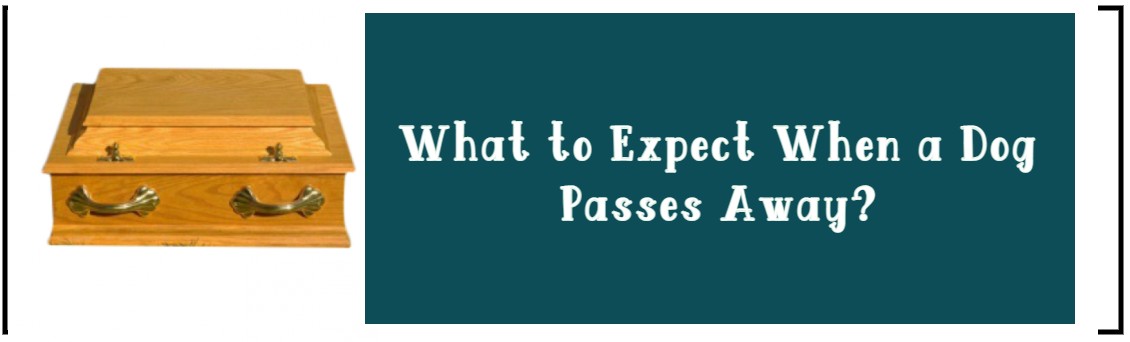 WHAT TO EXPECT WHEN A DOG PASSES AWAY?